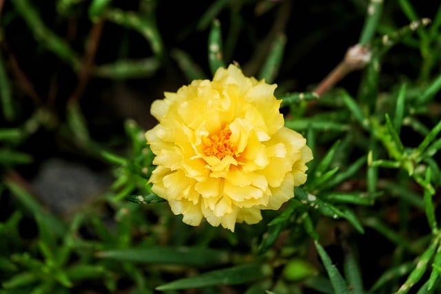 Ücretsiz indir çiçek portulaca grandiflora ücretsiz resim GIMP ücretsiz çevrimiçi resim düzenleyici ile düzenlenebilir