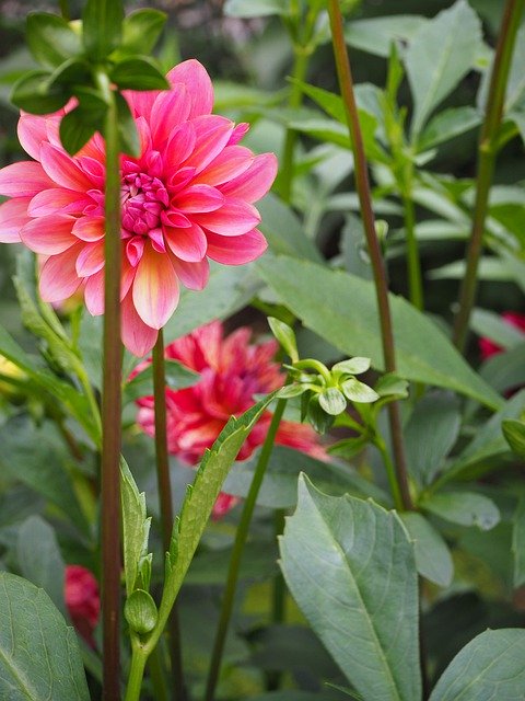 Flower Power Garden을 무료로 다운로드하세요 - 김프 온라인 이미지 편집기로 편집할 수 있는 무료 사진 또는 그림