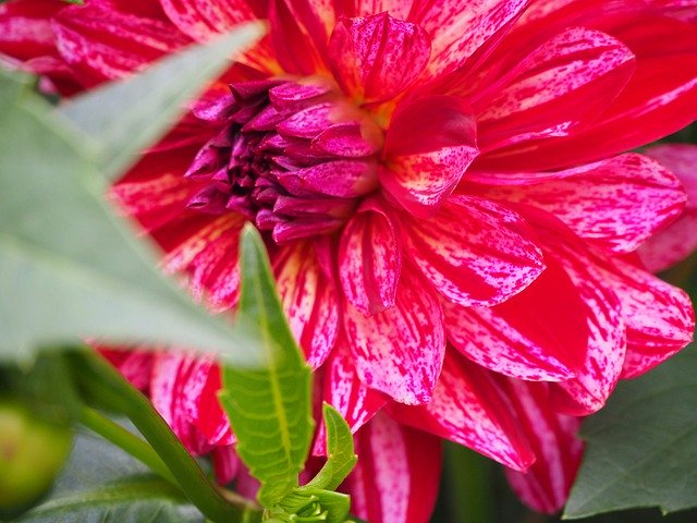 Gratis download Flower Power Summer - gratis foto of afbeelding om te bewerken met GIMP online afbeeldingseditor