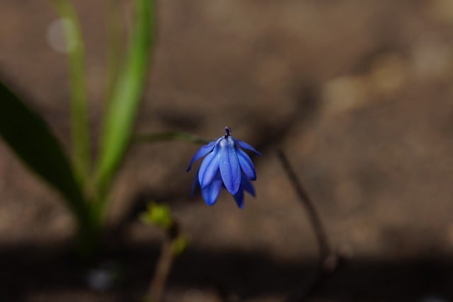 Free download flower primrose blueberry scilla free picture to be edited with GIMP free online image editor