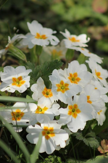 Free download flower primroses spring bloom free picture to be edited with GIMP free online image editor