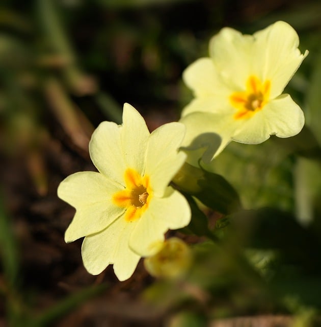 Free download flower primrose yellow spring free picture to be edited with GIMP free online image editor