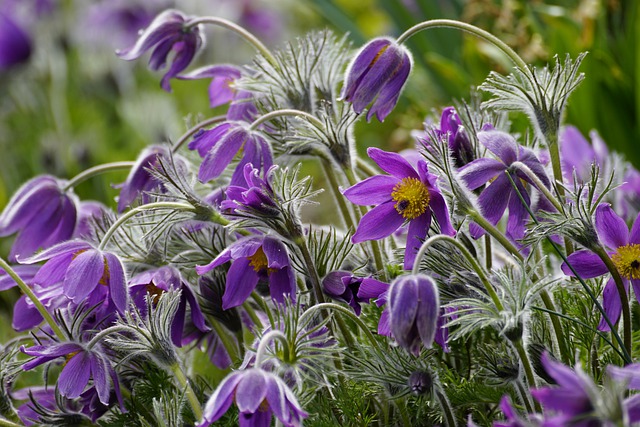 Free download flower pulsatilla free picture to be edited with GIMP free online image editor
