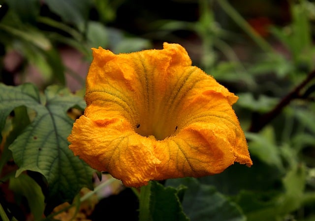Free download flower pumpkin flower climbers free picture to be edited with GIMP free online image editor