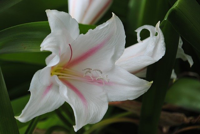 Download gratuito Flower Pure Lily - foto o immagine gratuita da modificare con l'editor di immagini online di GIMP