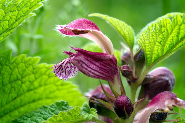Free download flower purple blossom free picture to be edited with GIMP free online image editor
