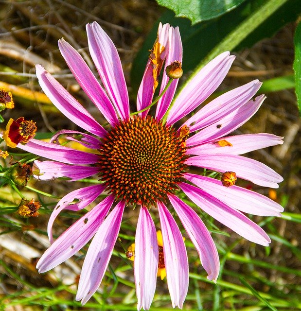 Free picture Flower Purple Daisy -  to be edited by GIMP free image editor by OffiDocs