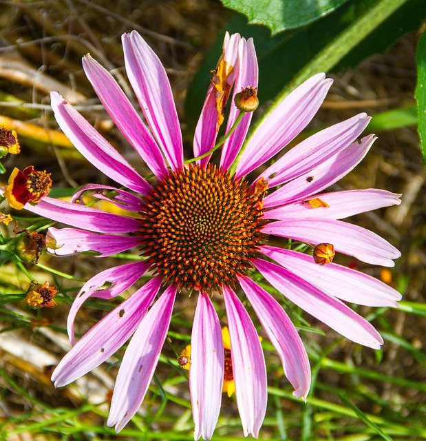 Download gratuito Flower Purple Daisy - foto o immagine gratuita da modificare con l'editor di immagini online di GIMP