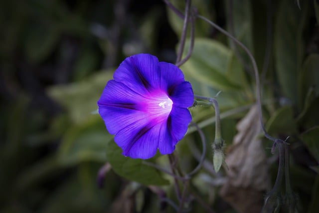 免费下载花朵紫色花朵免费图片以使用 GIMP 免费在线图像编辑器进行编辑