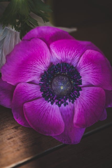 GIMP ücretsiz çevrimiçi resim düzenleyiciyle düzenlenecek ücretsiz indir çiçek mor çiçek arka plan ücretsiz resmi