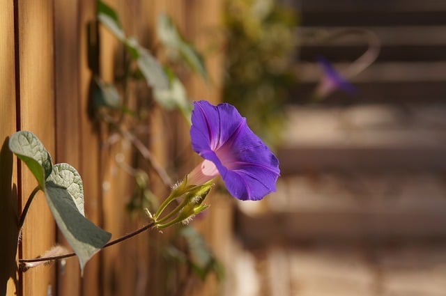 Free download flower purple flower garden nature free picture to be edited with GIMP free online image editor