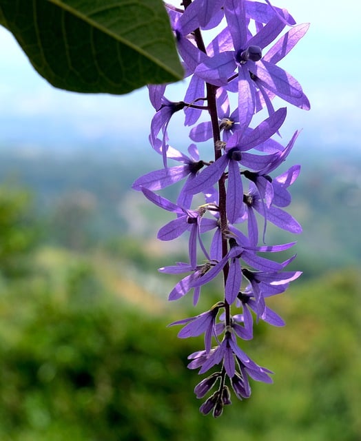 Free download flower purple flower purple flora free picture to be edited with GIMP free online image editor