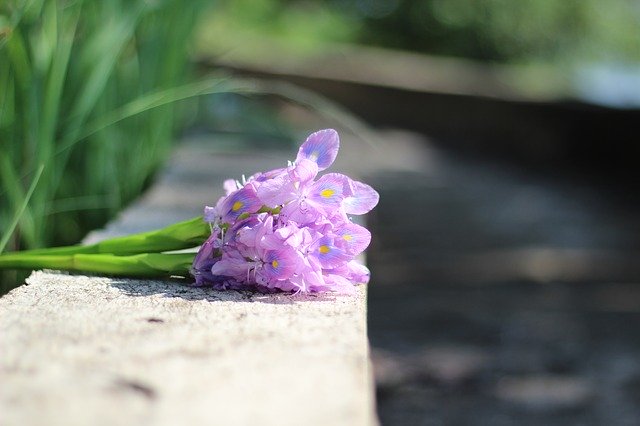 Free download Flower Purple Flowers -  free photo or picture to be edited with GIMP online image editor