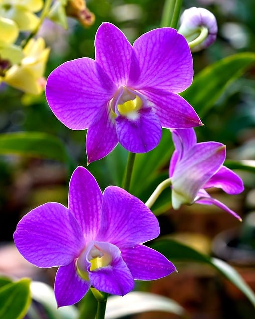 Free download flower purple orchid dendrobium free picture to be edited with GIMP free online image editor