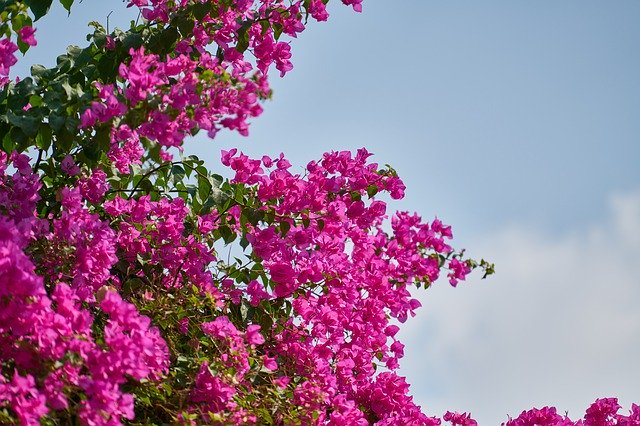 Bezpłatne pobieranie Flower Purple Pink - darmowe zdjęcie lub obraz do edycji za pomocą internetowego edytora obrazów GIMP