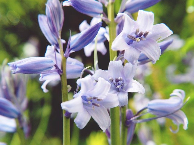 Безкоштовно завантажте Flower Purple Spring - безкоштовну фотографію або малюнок для редагування за допомогою онлайн-редактора зображень GIMP