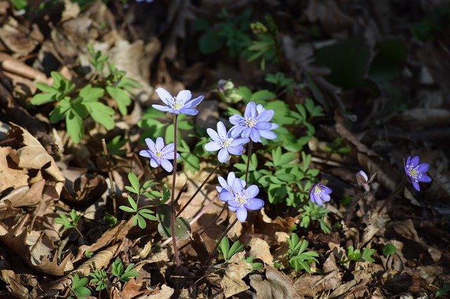 Descarga gratuita Flower Purple Spring Blooms: foto o imagen gratuita para editar con el editor de imágenes en línea GIMP