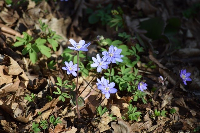 Free download Flower Purple Spring Blooms -  free photo or picture to be edited with GIMP online image editor