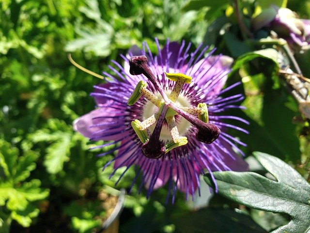 Free download Flower Purple Stamen -  free photo or picture to be edited with GIMP online image editor