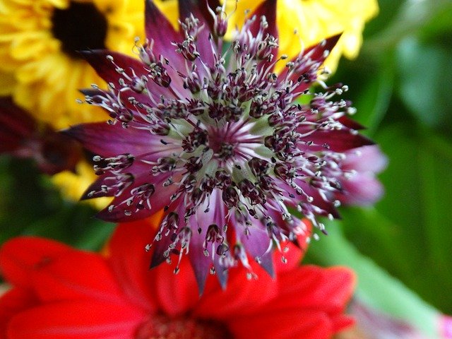 Free download Flower Purple Star -  free photo or picture to be edited with GIMP online image editor