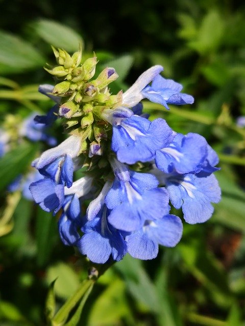 Téléchargement gratuit de Flower Purple Summer - photo ou image gratuite à éditer avec l'éditeur d'images en ligne GIMP