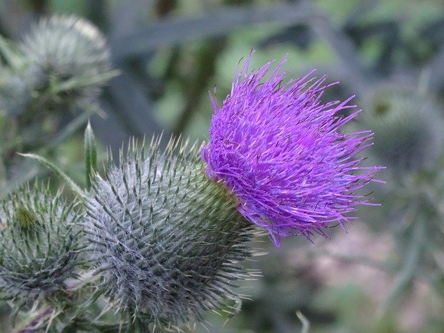 Muat turun percuma Flower Purple Violet - foto atau gambar percuma untuk diedit dengan editor imej dalam talian GIMP