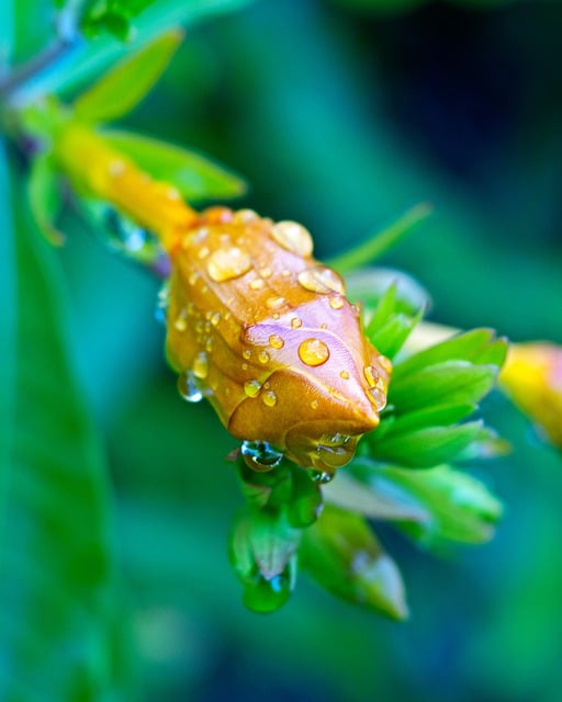 قم بتنزيل صورة مجانية لزهرة قطرة ندى المطر المبللة لتحريرها باستخدام محرر الصور المجاني عبر الإنترنت GIMP