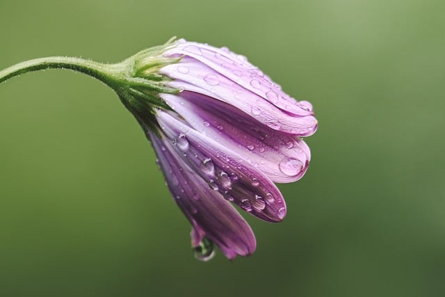 Free download flower rain plant nature blossom free picture to be edited with GIMP free online image editor