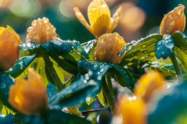 Free download flower rain spring flowers nature free picture to be edited with GIMP free online image editor