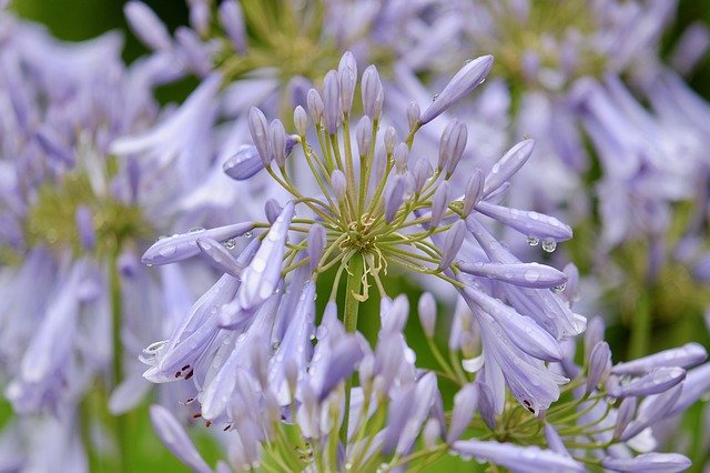 Muat turun percuma Flower Rain Summer Water - foto atau gambar percuma untuk diedit dengan editor imej dalam talian GIMP