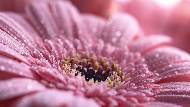 Free download flower rain water drops water free picture to be edited with GIMP free online image editor