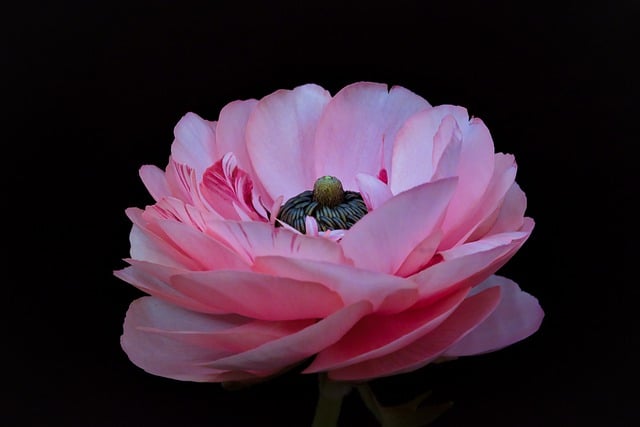 Free download flower ranunculus blossom bloom free picture to be edited with GIMP free online image editor