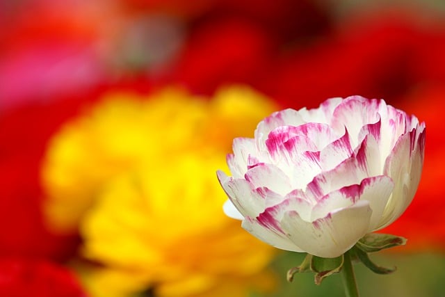 Free download flower ranunculus plant nature free picture to be edited with GIMP free online image editor