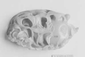 Free download Flower receptacle free photo or picture to be edited with GIMP online image editor