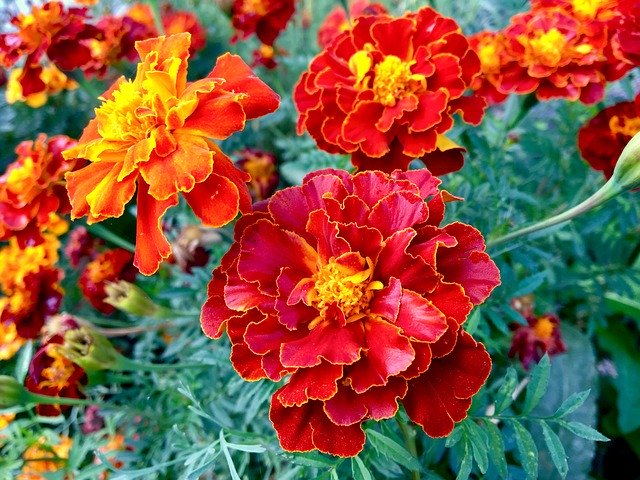 Free download Flower Red Autumn -  free photo or picture to be edited with GIMP online image editor
