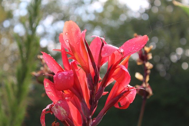Free download Flower Red Beauty -  free free photo or picture to be edited with GIMP online image editor