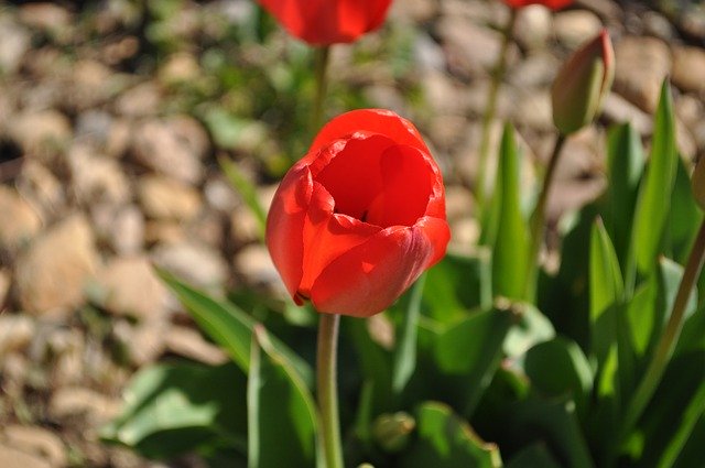 Téléchargement gratuit Fleur Rouge Bloom - photo ou image gratuite gratuite à modifier avec l'éditeur d'images en ligne GIMP