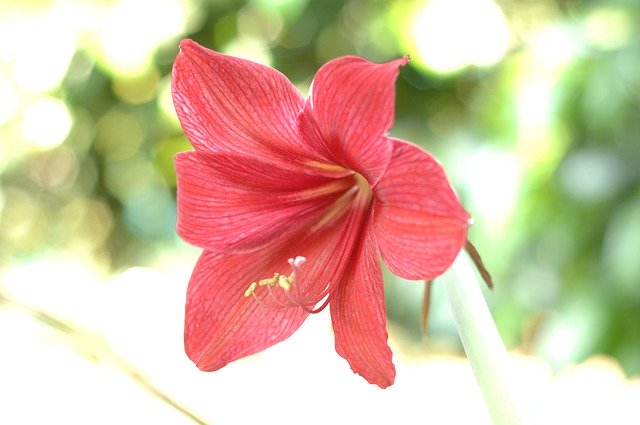 Download grátis Flower Red Blooming The - foto ou imagem grátis para ser editada com o editor de imagens online GIMP