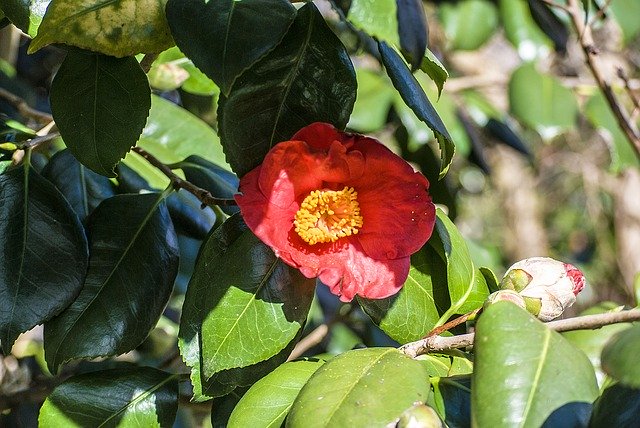 Fotografie șablon Flower Red Blossom - pentru OffiDocs