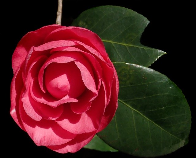 Free download Flower Red Camellia -  free photo or picture to be edited with GIMP online image editor