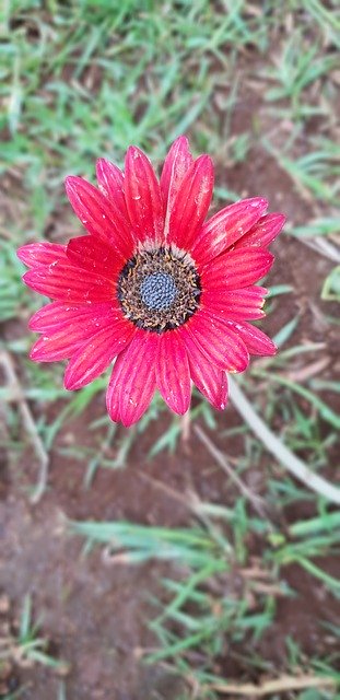 Free picture Flower Red Dull -  to be edited by GIMP free image editor by OffiDocs