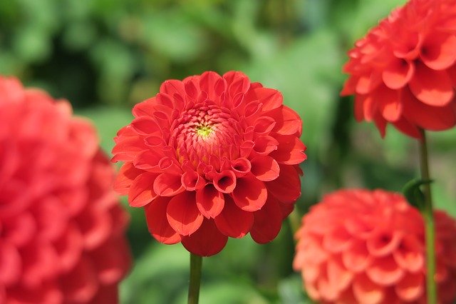 Template Photo Flower Red Garden -  for OffiDocs