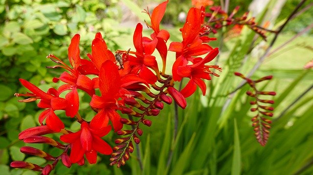 Gratis download Flower Red Garden Monocotyledonous - gratis foto of afbeelding om te bewerken met GIMP online afbeeldingseditor