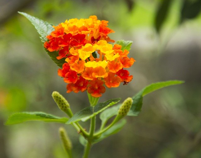 무료 다운로드 Flower Red Gold The - 무료 사진 또는 김프 온라인 이미지 편집기로 편집할 수 있는 사진