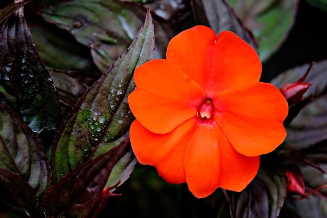 Free download flower red impatient flora nature free picture to be edited with GIMP free online image editor