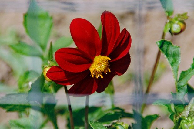 Ücretsiz indir Çiçek Kırmızı Meksika Ayçiçeği - GIMP çevrimiçi resim düzenleyiciyle düzenlenecek ücretsiz fotoğraf veya resim