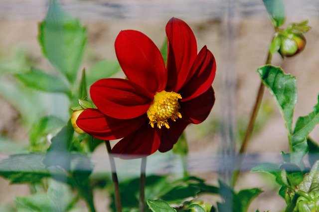 Безкоштовно завантажте Flower Red Mexican Sunflower - безкоштовне фото або зображення для редагування за допомогою онлайн-редактора зображень GIMP