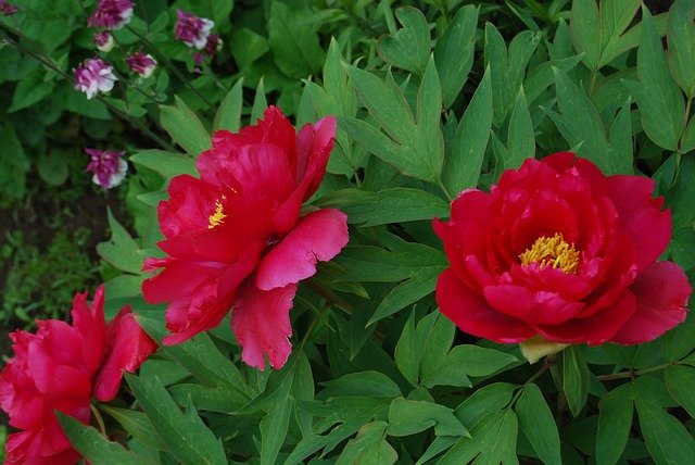 Бесплатно скачайте бесплатный шаблон фотографии Flower Red Nature для редактирования с помощью онлайн-редактора изображений GIMP