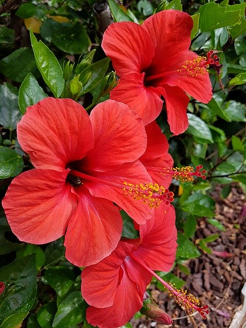 टेम्पलेट फोटो फूल लाल पौधा - OffiDocs . के लिए