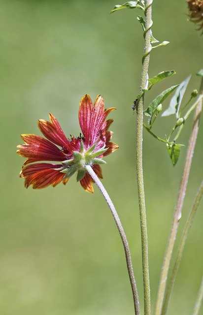 Download gratuito Fiore Rosso Viola - foto o immagine gratuita da modificare con l'editor di immagini online GIMP